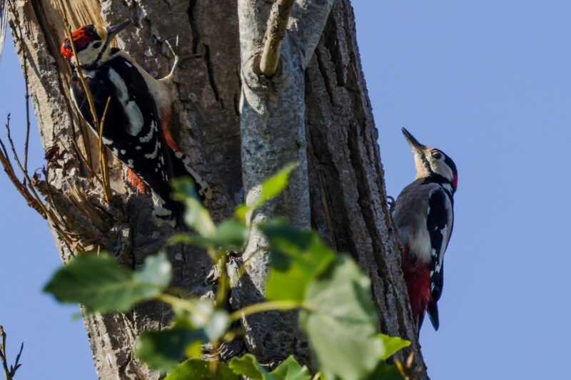 Pics épeiches juvénile et mâle adulte